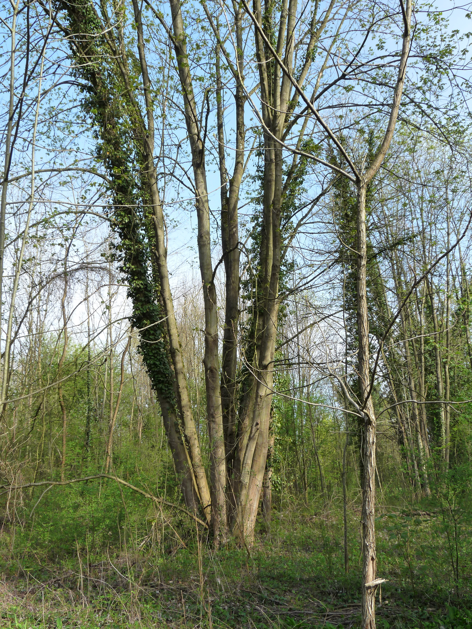 20180415094553 P1110102